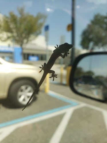 6 minute challenge lizard