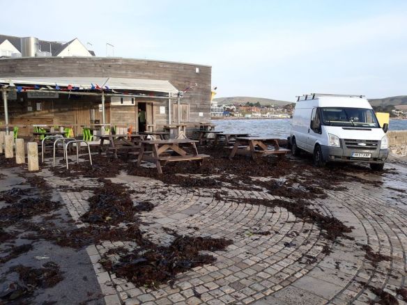 sandra-crook-seaweed