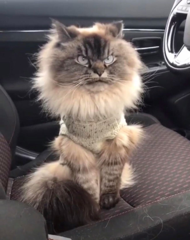 cat-jumper-too-small-650x819