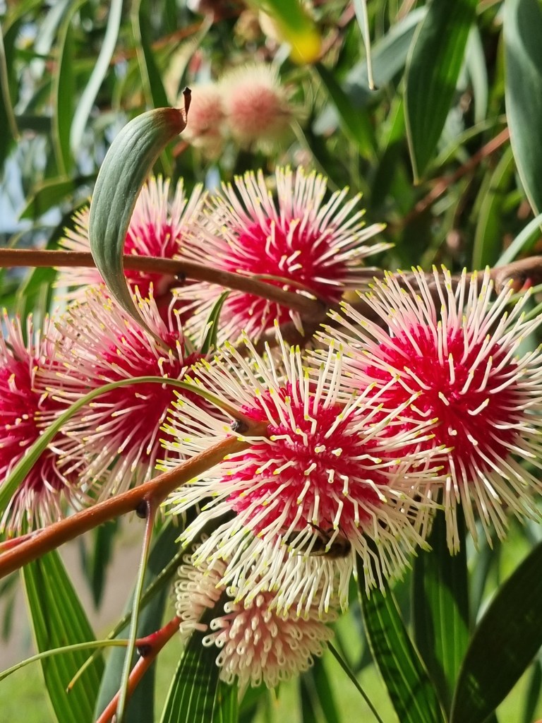 Red centred, yellow outer, native Australian flowers, surrounded by green leaves