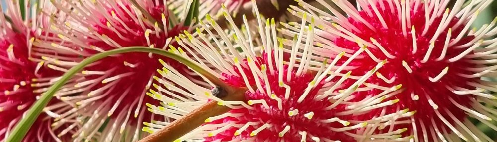 RANDOM THOUGHTS by Trish