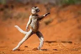 A monkey (lemur?) dancing in the desert