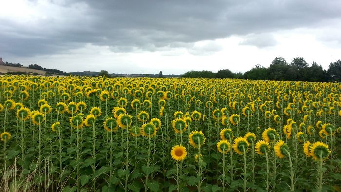 A field of sunflowers were all but one face forwards. One lone sunflower faces toward the camera.